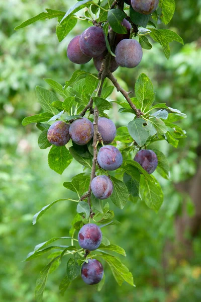Ripe plums hanging from a tree branch ready to be harvested. Ripe plums on a tree branch in the orchard. View of fresh organic fruits with green leaves on plum tree branch in the fruit garden