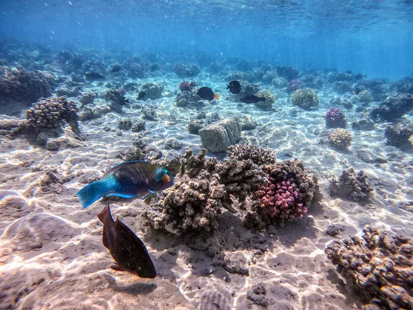 カラフルな熱帯のヒッポスカルスのロングアイスや ヒポスカルスとして知られるロングノーズのパロットフィッシュは サンゴ礁で水中で乾燥しています サンゴや熱帯魚とサンゴ礁の水中生活 エジプト紅海のサンゴ礁 — ストック写真