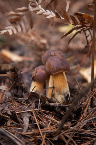 生长在秋天松树林中的Boletus Badius Imleria Badia或Bay Bolete一家 食用菌和豆科植物有天鹅绒的深褐色或栗色的帽子 — 图库照片