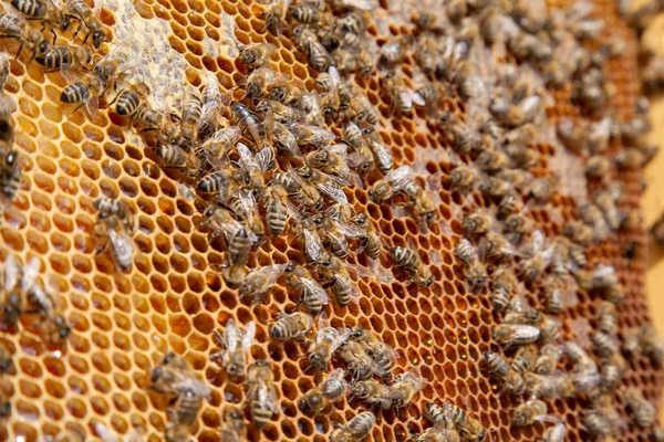 ミツバチのフレーム 甘い蜂蜜のための開いて密封された細胞とハイブの中に忙しいミツバチ 美しい黄色のハニカムに集められた蜂蜜 — ストック写真