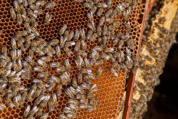 Frames Van Een Bijenkorf Close Van Werkende Bijen Honingraat Bijen — Stockfoto