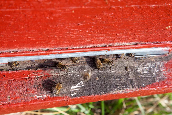 蜂巢框架 在老蜂巢的入口处有很多蜜蜂 忙碌的蜜蜂 在纹理老木板上工作蜜蜂的特写视图 — 图库照片
