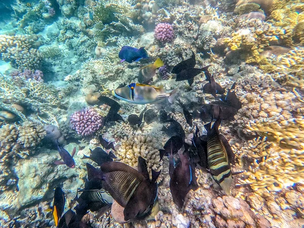 魚の異なる種類の浅瀬 セイフィンタングやDesjardinのセイフィンタング Hipposcarus LongicepsまたはLongnose Parrotfish Rhinecanthus Assasi魚やピカソトリガー 鳥の口ラス Klunzingerのラスやその他の熱帯魚水中でT — ストック写真