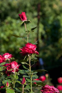 Bahçede kırmızı çiçek açan güller. Güneşli yaz gününde çiçek yatağında büyüyen güzel kırmızı gül çalısı