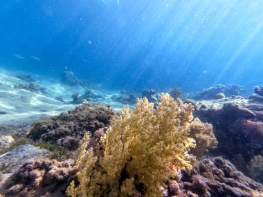 Kızıldeniz 'de tropikal balıklar, deniz yosunları ve mercanlarla mercan resifinin sualtı panoramik görüntüsü..