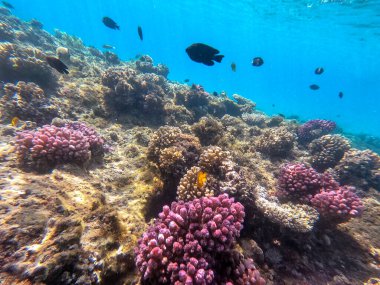 Sualtı panoramik mercan resifleri tropikal balıklar, deniz yosunları ve Mısır 'daki mercanlar. Acropora gemmifera ve Hood mercanı ya da Pürüzsüz karnabahar mercanı (Stylophora pistillata), Lobophyllia hemprichii, Acropora hemprichii veya Pristine Stag