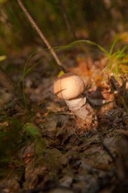 Sonbahar ormanlarında düşen yapraklar, çimenler ve yosunlar arasında büyüyen yenilebilir orman mantarı kahverengi kapak boletus 'un yakın görüntüsü. Yenebilir orman mantarları..