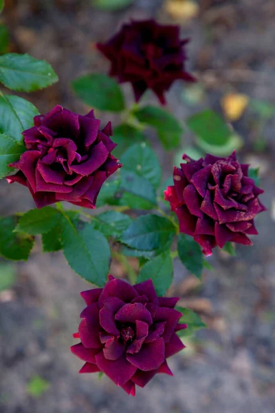 Rojo Oscuro Floreciendo Rosas Jardín Hermoso Rosal Rojo Oscuro Creciendo — Foto de Stock
