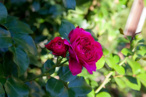 Červené Kvetoucí Růže Zahradě Krásný Červený Růži Rostoucí Květinové Posteli — Stock fotografie