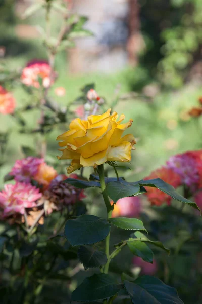 Μια Κίτρινη Άνθισμα Τριαντάφυλλα Στον Κήπο Όμορφο Κίτρινο Τριαντάφυλλο Θάμνο — Φωτογραφία Αρχείου