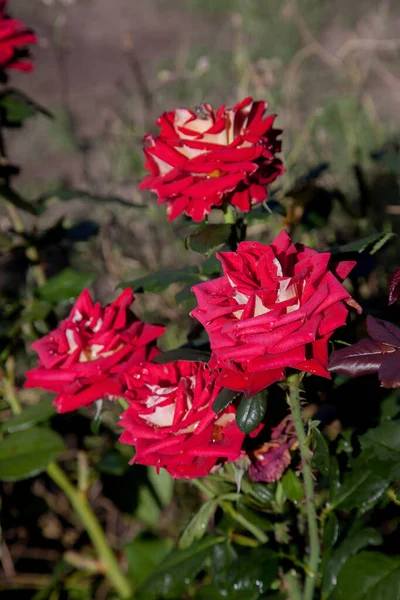 Röd Blommande Rosor Trädgården Vacker Röd Rosenbuske Växer Blomma Säng — Stockfoto