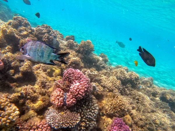 エジプトで熱帯魚 サンゴとサンゴ礁の水中パノラマビュー スタイロフォラ ピスティラータ ロボフィリア ヘププリシイ アクロポラ ヘププリシイ ファビア ファンなど — ストック写真