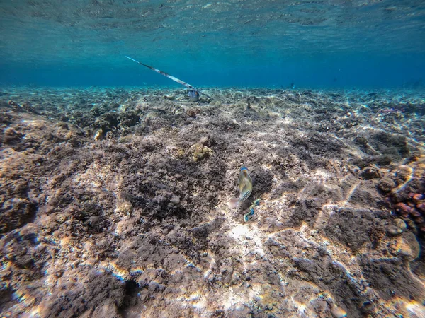 Zbliżenie Widok Tropikalnych Niebieskich Kornetu Ryby Gładkie Ryby Kornetu Lub — Zdjęcie stockowe