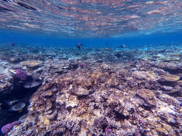 Υποβρύχια Πανοραμική Θέα Του Κοραλλιογενή Ύφαλο Τροπικά Ψάρια Φύκια Και — Φωτογραφία Αρχείου