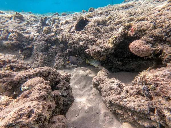 Close View Colorful Tropical Blackspotted Rubberlip Fish Plectorhinchus Gaterinus Underwater — Stock Photo, Image
