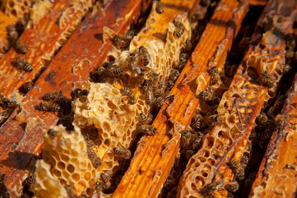 Рамки Пчелиного Улья Крупный План Открытого Тела Улья Показывающий Рамы — стоковое фото