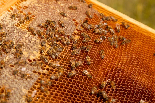 Tatlı Ballı Arı Kovanından Alınan Bir Arı Kovanının Çerçeveleri Tatlı — Stok fotoğraf