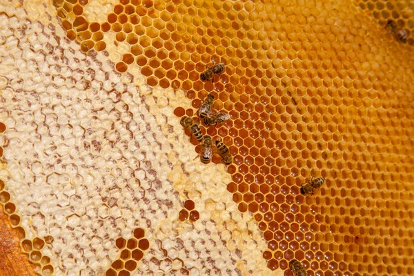Rahmen Eines Bienenstocks Fleißige Bienen Auf Der Gelben Wabe Mit — Stockfoto