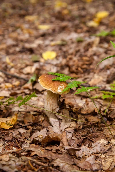 stock image Boletus edulis (cep, porcino or king bolete, usually called porcini mushroom) grows on the forest floor among moss, green grass and fallen leaves at autumn season