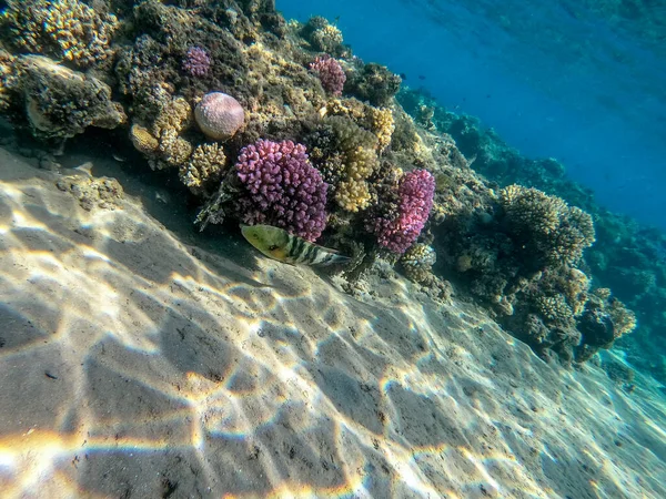 Mercan Resifinde Altında Cheilinus Lunulatus Olarak Bilinen Tropikal Büyük Süpürge — Stok fotoğraf