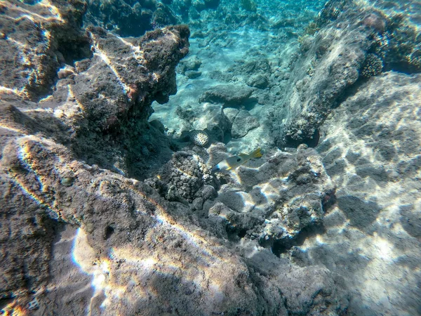 Vista Panoramica Subacquea Della Barriera Corallina Con Pesci Tropicali Alghe — Foto Stock