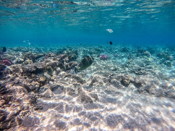 Mercan Resifinde Altında Whitemargin Tekboynuz Balığı Olarak Bilinen Tropikal Naso — Stok fotoğraf