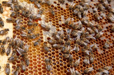 Arı kovanının çerçeveleri. Tatlı bal için açık ve mühürlü hücreleri ile kovan içinde meşgul arılar. Arı bal güzel sarı petek toplanan