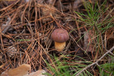 Boletus badius, imleria badia ya da körfez bolete 'nin sonbahar çam ağacı ormanlarında büyümesini yakından izleyin. Yenilebilir ve gözenekli mantarların kadife rengi kahverengi veya kestane rengi başlıkları vardır.