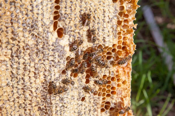 Рамки Пчелиного Улья Занятые Пчелы Внутри Улья Открытыми Закрытыми Клетками — стоковое фото