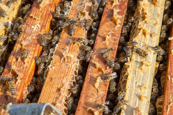 Рамки Пчелиного Улья Крупный План Открытого Тела Улья Показывающий Рамы — стоковое фото