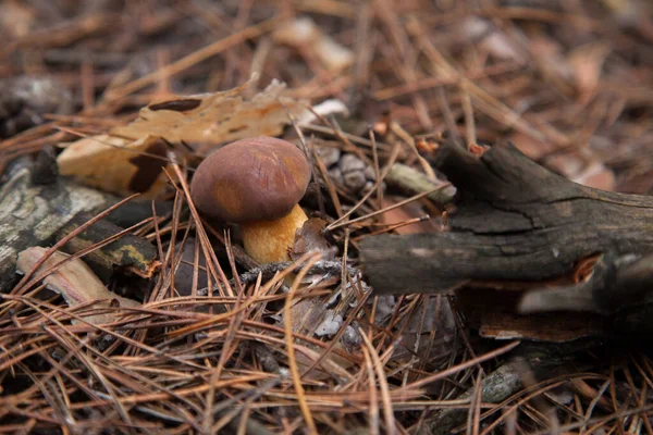 秋の松林の中で成長しているボレトスバディウス インレリアバディア またはベイボレテのビューを閉じます 食用とされる真菌は かなり濃い茶色または栗色のキャップを持っています — ストック写真