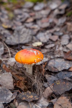 Vahşi sinek Agaric kırmızı Kupası mantar ile büyük bir zehir ama güzel mantar var. Sinek Agaric veya sinek Amanita (sinek mantarı) şimdi öncelikle sonbahar ormanda halüsinojenik özellikleri için ünlü