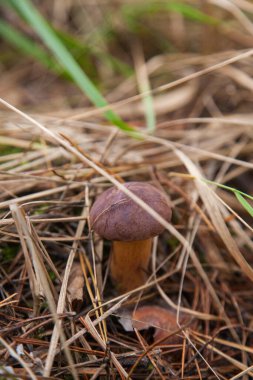 Boletus badius, imleria badia ya da Bay Bolete 'nin sonbahar mevsiminde yosun ve kuru yaprakların arasında büyümesini yakından izleyin. Yenilebilir ve gözenekli mantarların kadife rengi kahverengi veya kestane rengi başlıkları vardır.
