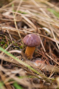 Boletus badius, imleria badia ya da Bay Bolete 'nin sonbahar mevsiminde yosun ve kuru yaprakların arasında büyümesini yakından izleyin. Yenilebilir ve gözenekli mantarların kadife rengi kahverengi veya kestane rengi başlıkları vardır.