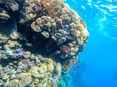 Sualtı panoramik mercan resifinin Lyretail anthias sürüsü (Pseudanthias squamipinnis) ve diğer tropikal balık türleri, deniz yosunları ve mercanlar ile Kızıl Deniz, Mısır. Acropora gemmifera ve Hood mercanı veya Pürüzsüz karnabahar mercanı (Stylophora 
