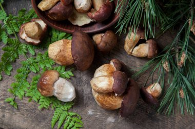 Boletus badius, imleria badia ya da Bay bolete ve Porcini mantarlarının sonbahar kompozisyonu yaygın olarak Boletus Edulis olarak bilinir, kil kase ile mantarlar eski ahşap arka planda yeşil çam ağacı dalı ve eğreltiotu yaprağı sırtı