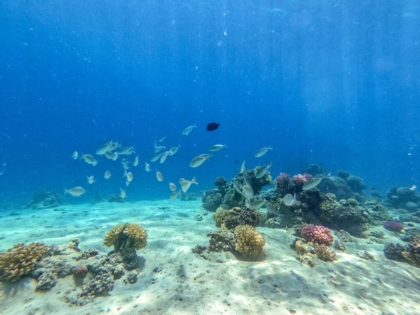 サンゴ礁で水中でのサルゴスやホワイト シーバム 英語版 の浅瀬 Dipl説 サルガス魚として知られている サンゴや熱帯魚とサンゴ礁の水中生活 エジプト紅海のサンゴ礁 — ストック写真