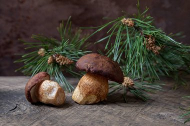 Boletus badius, imleria badia ya da bay bolete mantarlarının sonbahar kompozisyonu arkada yeşil çam dalı olan klasik ahşap arka planda. Yenilebilir ve gözenekli mantarların kadife rengi kahverengi veya kestane rengi başlıkları vardır.