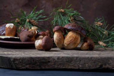 Sonbahar kompozisyonu boletus badius, imleria badia veya bay bolete mantarları ve mantarlı kil tabağı arkasında yeşil çam ağacı dalı olan klasik ahşap zemin. Yenilebilir ve gözenekli mantarların kadife rengi kahverengi veya kestane rengi başlıkları vardır.