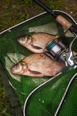 İyi yakaladın. Sudan yeni alınmış büyük tatlı su çipurası olarak bilinen bronz çipura veya sazan çipli (Abramis brama) ve olta oltası ile yeşil balıkçı ağı. Balıkların doğal bileşimi, makaralı olta ve balıkçı ağları.