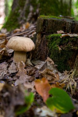 Boletus edulis (cep, penny topuz, porcino veya kral bolete, genellikle porcini mantar denir) yosun ve kuru düşmüş yaprakları arasında orman zeminde sonbahar sezonunda yetişir