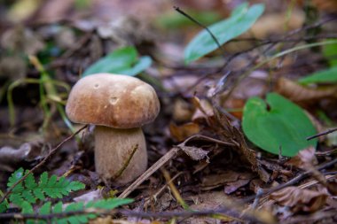 Boletus edulis (cep, penny topuz, porcino veya kral bolete, genellikle porcini mantar denir) yosun ve kuru düşmüş yaprakları arasında orman zeminde sonbahar sezonunda yetişir