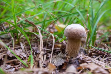 Boletus edulis (cep, penny topuz, porcino veya kral bolete, genellikle porcini mantar denir) yosun, yeşil çim ente ve sonbahar sezonunda düşmüş yaprakları arasında orman zeminüzerinde yetişir