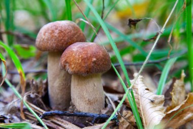 Boletus edulis mantar ailesi (cep, penny topuz, porcino veya kral bolete, genellikle porcini mantar denir) yosun, yeşil çim ente ve sonbahar sezonunda düşmüş yaprakları arasında orman zeminüzerinde yetişir