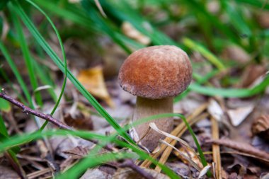 Boletus edulis (cep, penny topuz, porcino veya kral bolete, genellikle porcini mantar denir) yosun, yeşil çim ente ve sonbahar sezonunda düşmüş yaprakları arasında orman zeminüzerinde yetişir