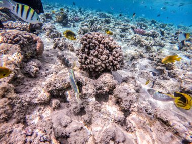 Balıkların farklı türleri - yelken tang veya Desjardin 'in yelken yüzgeci tang, Hipposcarus longiceps veya Uzun Burunlu Parrotfish, Rhinecanthus suikast balığı veya Picasso tetikleyici, Birdmouth wrasse, Klunzinger' s wrasse ve diğer tropikal balıklar