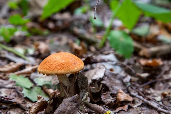 橙色的帽子Boletus 森林可食蘑菇的作物 森林里长着一株幼小的蒲公英 在干枯的树叶和枝叶之间 长着一株戴着红帽子的蘑菇和一只白脚 — 图库照片