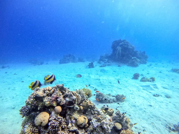 Красное Море Знаменосца Известного Heniochus Intermedius Водой Коралловом Рифе Подводная — стоковое фото