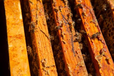 Arı kovanının çerçeveleri. Bal arılarının oluşturduğu çerçeveleri gösteren açılan kovan gövdesinin yakından görünümü
