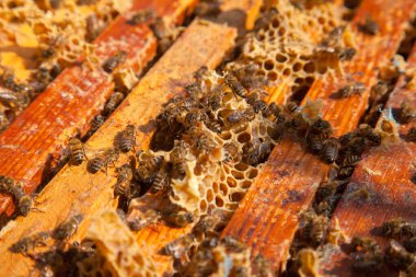 Arı kovanının çerçeveleri. Bal arılarının oluşturduğu çerçeveleri gösteren açılan kovan gövdesinin yakından görünümü